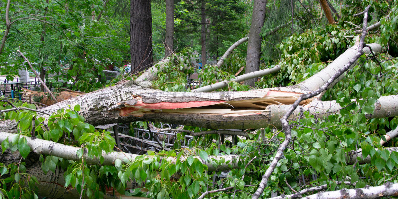 Brush & Tree Removal in Eatonton, Georgia